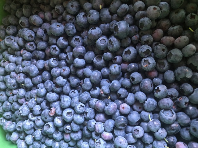 Blauwe bessen 2026